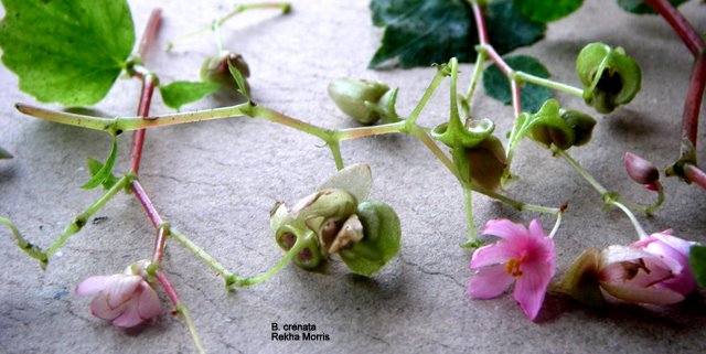 B. crenata